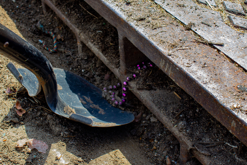 Close up of a shovel picking up purple Mardi-Gras beads from a catch basin