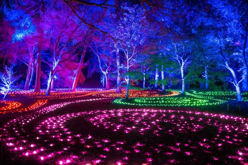 Purple, green, and red lights illuminate the ground beneath a group of trees