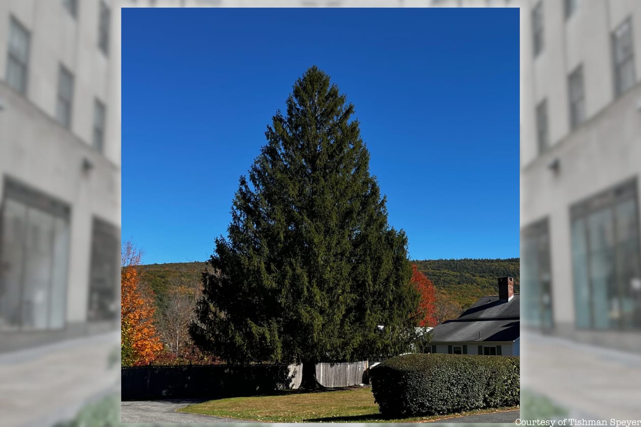 Rockefeller Center Christmas Tree in its home in Massachusetts