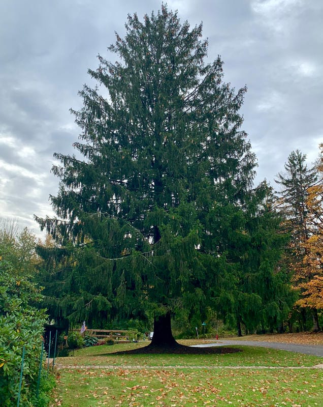 This Year’s Rockefeller Center Tree is from…Florida? - Untapped New York