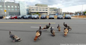 Wild Turkeys Run the Streets of Staten Island - Untapped New York