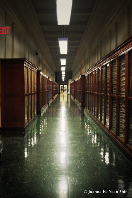 Possibly the longest hallway in NYC, inside the American Museum of Natural History