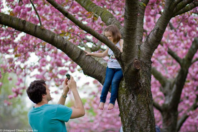 cherry blossoms 1