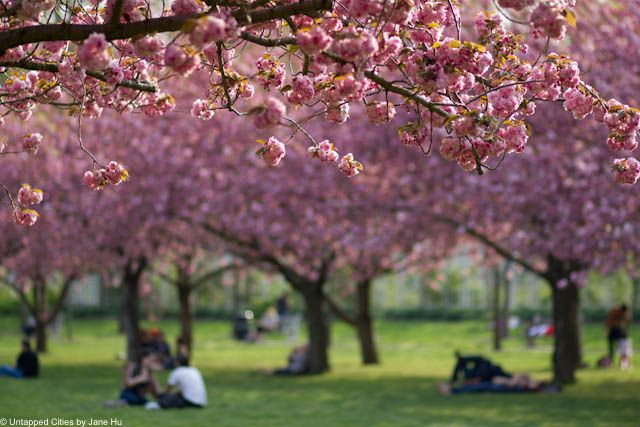 cherry blossoms 6