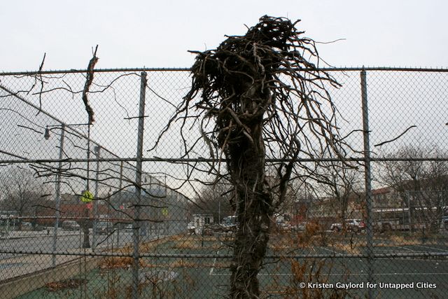 A tree worthy of Van Gogh at the Boys and Girls High School...