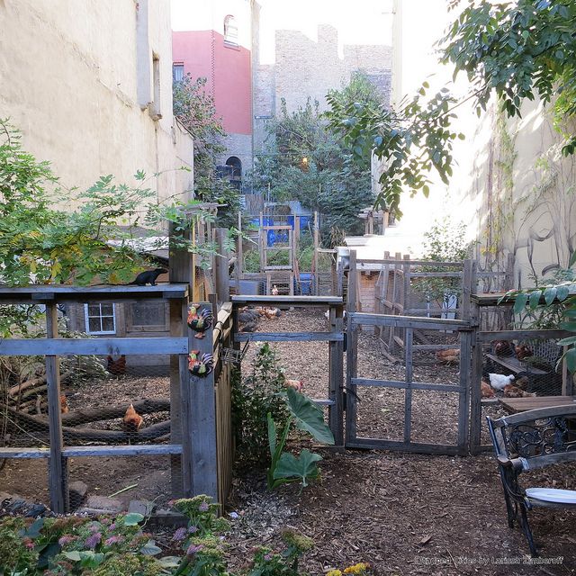 Chicken Coop in Bushwick