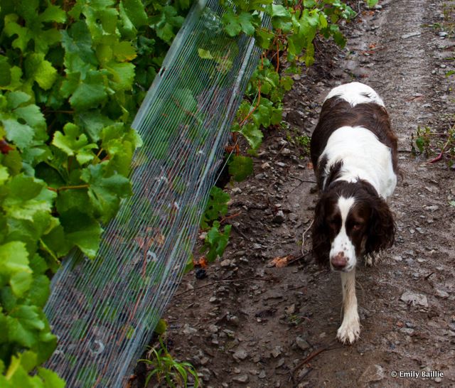 dog in vineyard