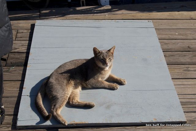 This cat just wanders on the ship whenever he feels like it