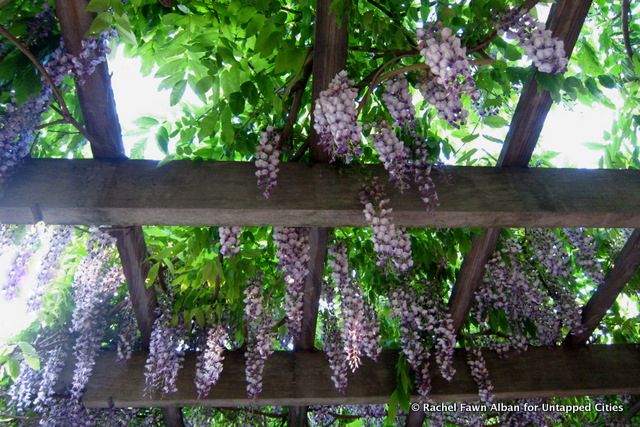 Wisteria, photo by Rachel Fawn Alban