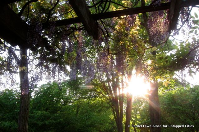 Evening Wisteria, photo by Rachel Fawn Alban