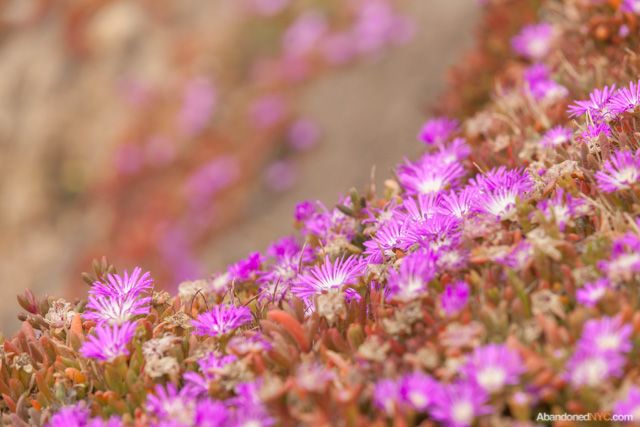 Purple flowers color an otherwise gloomy scene.