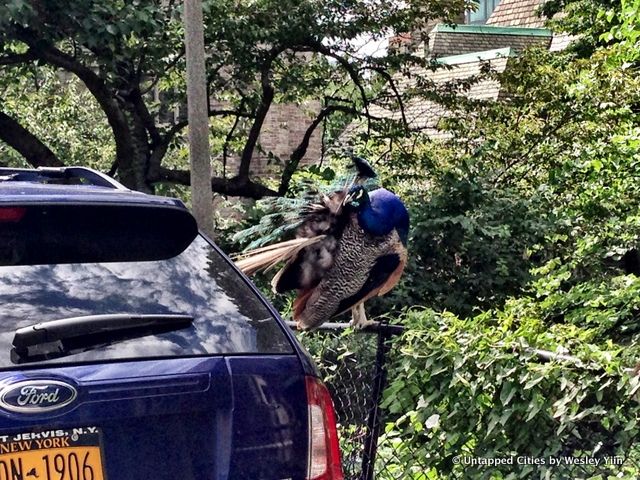 1-peacocks-daily what-morningside heights-nyc-untapped cities-wesley yiin