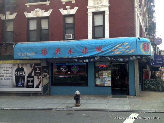 38-aquarium-chinatown-rare-fish-nyc-untapped