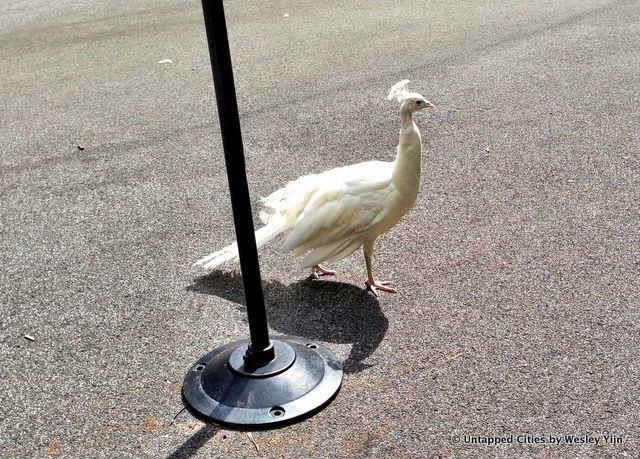 6-peacocks-daily what-morningside heights-nyc-untapped cities-wesley yiin