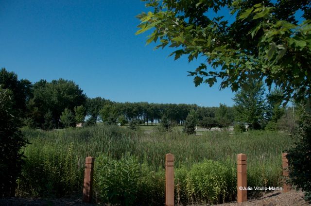 IBM Rochester native grasses