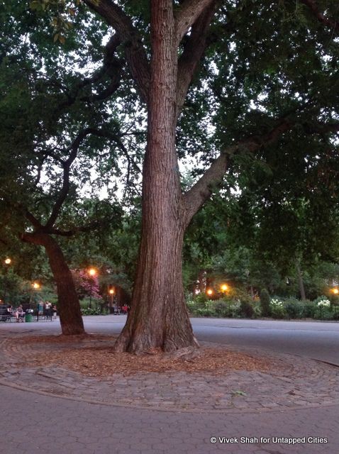 trees-roots-history-manhattan-NYC-Untapped-Cities-022