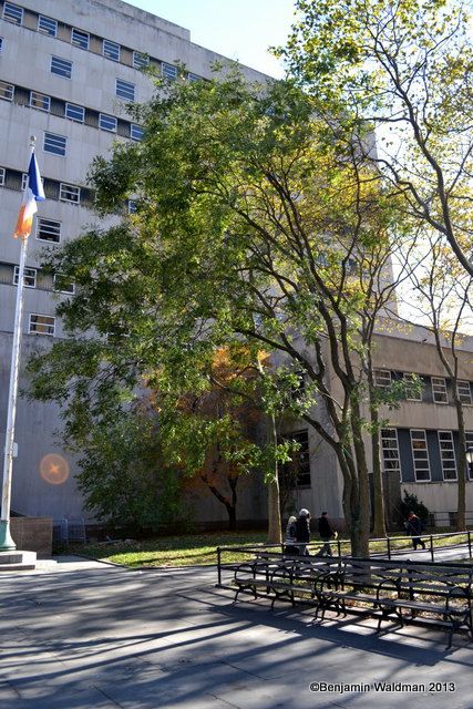 kennedy tree columbus park downtown brooklyn