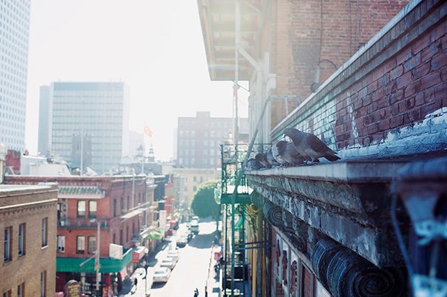 Chinatown-San-Francisco-Birds