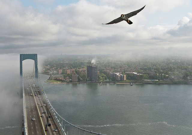 peregrine Falcon Verrazano bridge bronx new york untapped cities samantha sokol