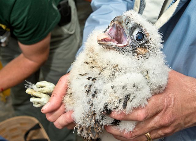 Baby bridge falcon