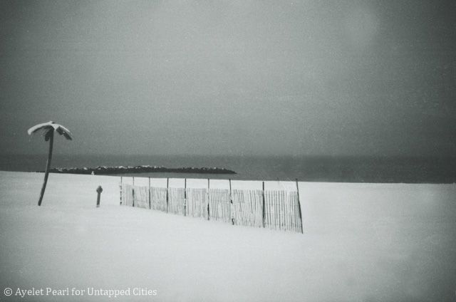 Coney Island Palm Tree