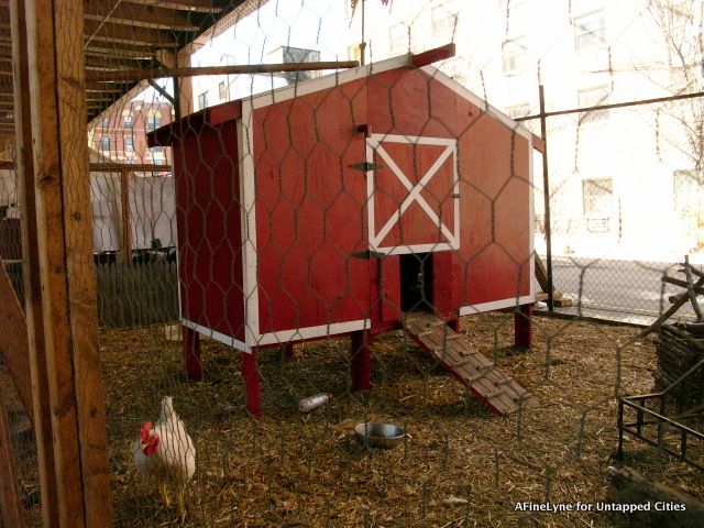 The Chicken Coop