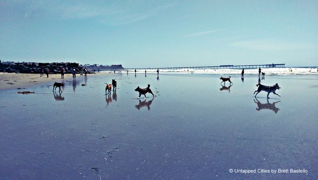 Dog-Beach-San-Diego