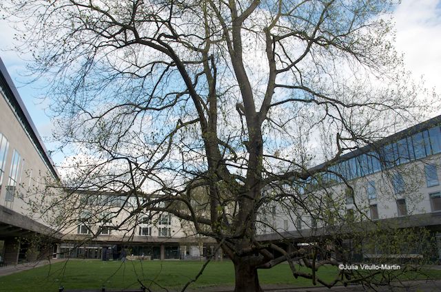 Casson Conder's Raised Faculty Building on its "stumpy legs"