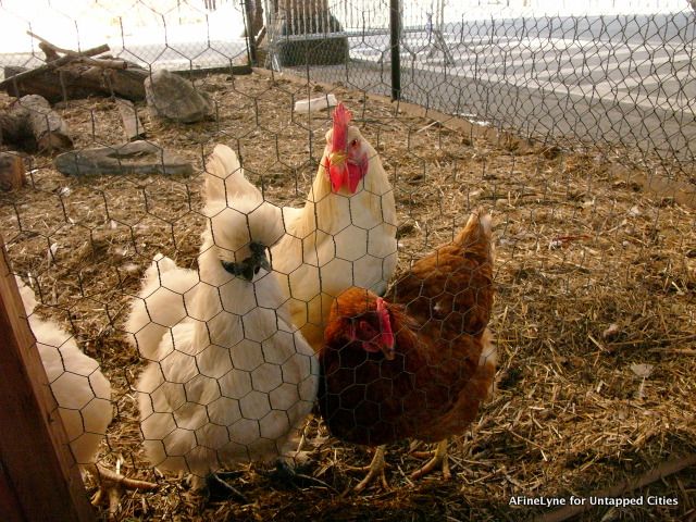 Roosters & chickens readjusting to their environment