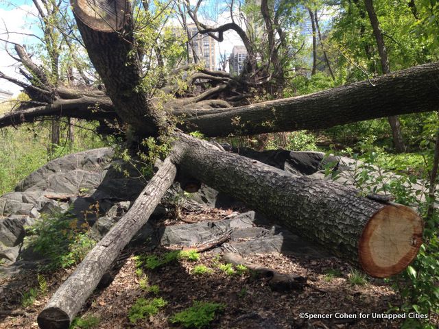 3-hallett nature sanctuary central park untapped cities VII