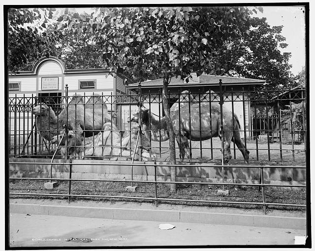 NYC Central Park Zoo Camels Sabrina Romano Untapped Cities