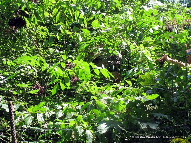 Foraging_Elderberries_Prospect_Park_Untapped Cities_Nasha Virata