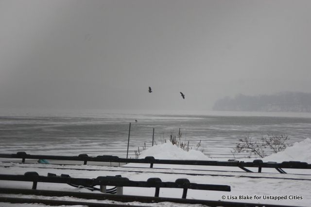 EagleFest-Teatown Lake Reservation-Croton Point Park-Hudson Valley-NYC-004