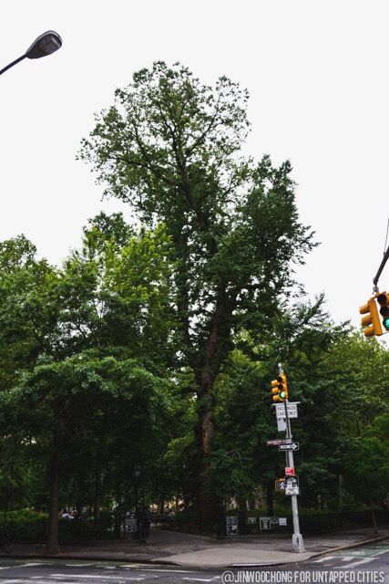 Hangman's Elm in Washington Square Park