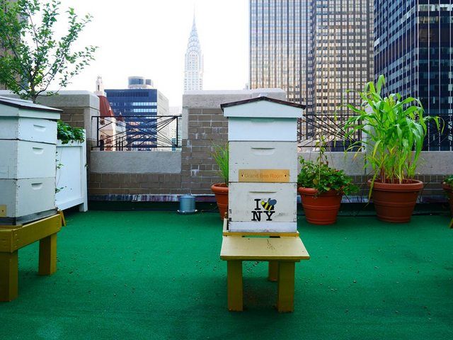 Bee Hives Waldorf Astoria Hotel Roof-NYC