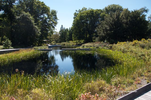 Native Plant Garden with black locust promenade and decking