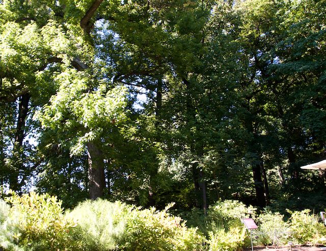 The Sweetgum is about 100 feet tall and measures almost 4 feet across.