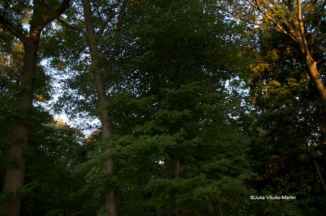 The 50-acre Thain Family Forest shelters over 30,000 trees.