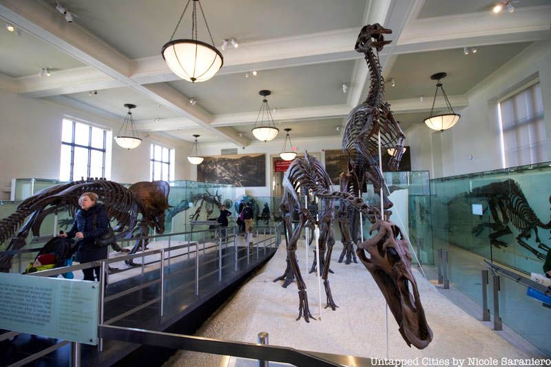 Dinosaur fossils at the American Museum of Natural History