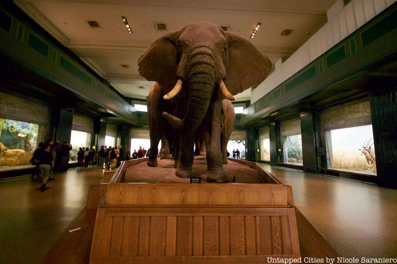 Elephant on display at the American Museum of Natural history