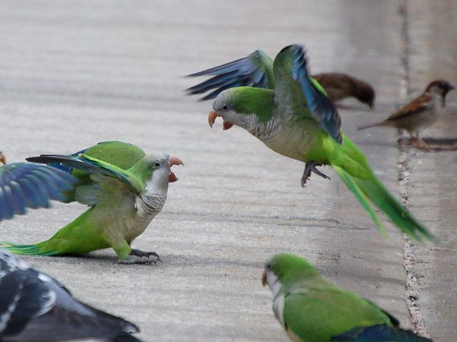 Monk Parrots-Green-Wood Cemetery-South America-Steve Baldwin-Brooklyn-004