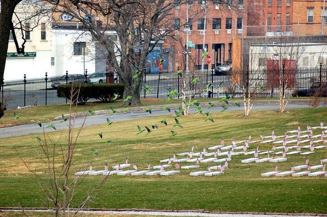 Monk Parrots-Green-Wood Cemetery-South America-Steve Baldwin-Brooklyn-006