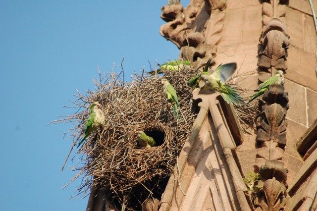 Monk Parrots-Green-Wood Cemetery-South America-Steve Baldwin-Brooklyn-NYC-001