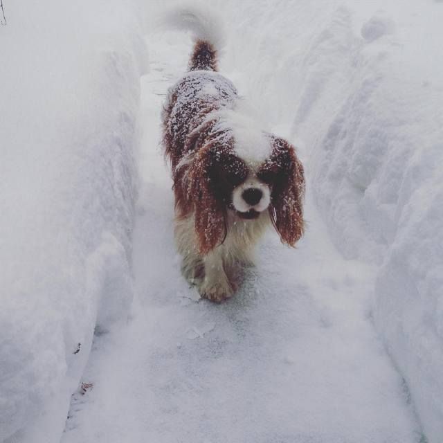 Stubbs Stailey-Blizzard Jonas-Dog-Pet-NYC