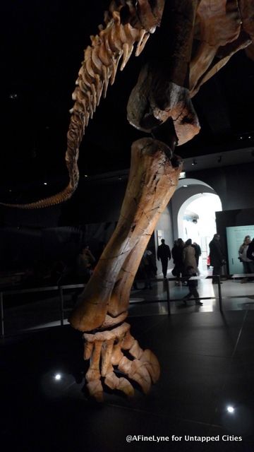 Titanosaur fossil Untapped Cities Museum of Natural History AFineLyne