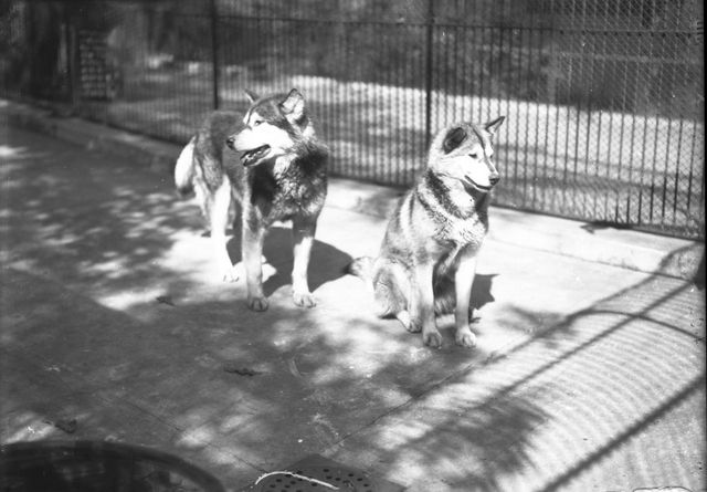 Wildlife Conservation Society-Vintage Photographs-Bronx Zoo-New York Aquarium-NYC-002