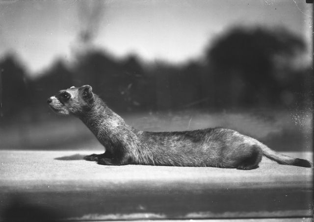 Wildlife Conservation Society-Vintage Photographs-Bronx Zoo-New York Aquarium-NYC-008