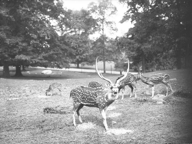 Wildlife Conservation Society-Vintage Photographs-Bronx Zoo-New York Aquarium-NYC-018