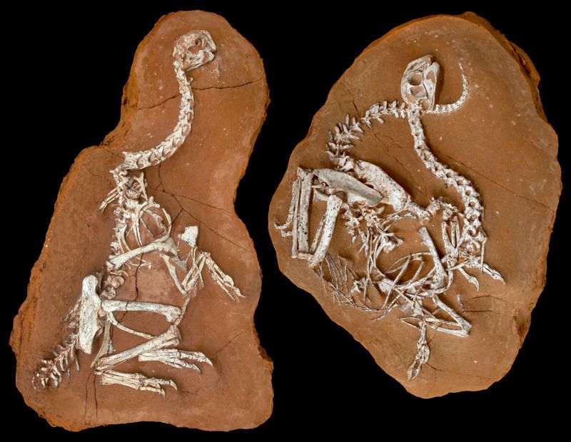 1-6. Khaan fossils-dinosaurs among us untapped cities afinelyne