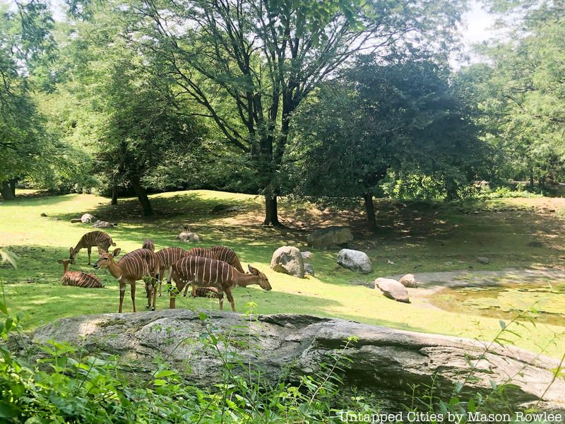 Deer at the Bronx Zoo